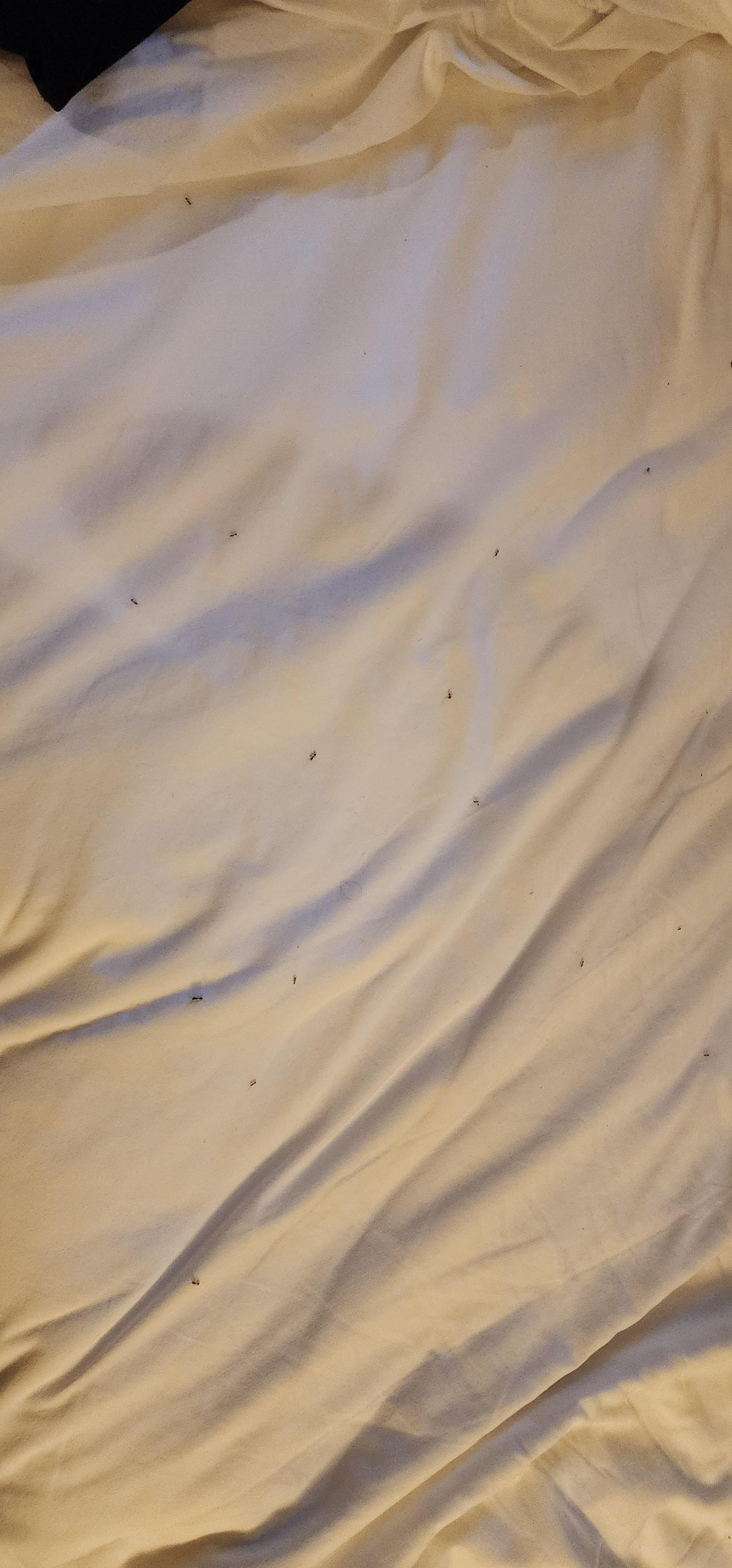 Ants