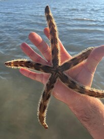 Live starfish