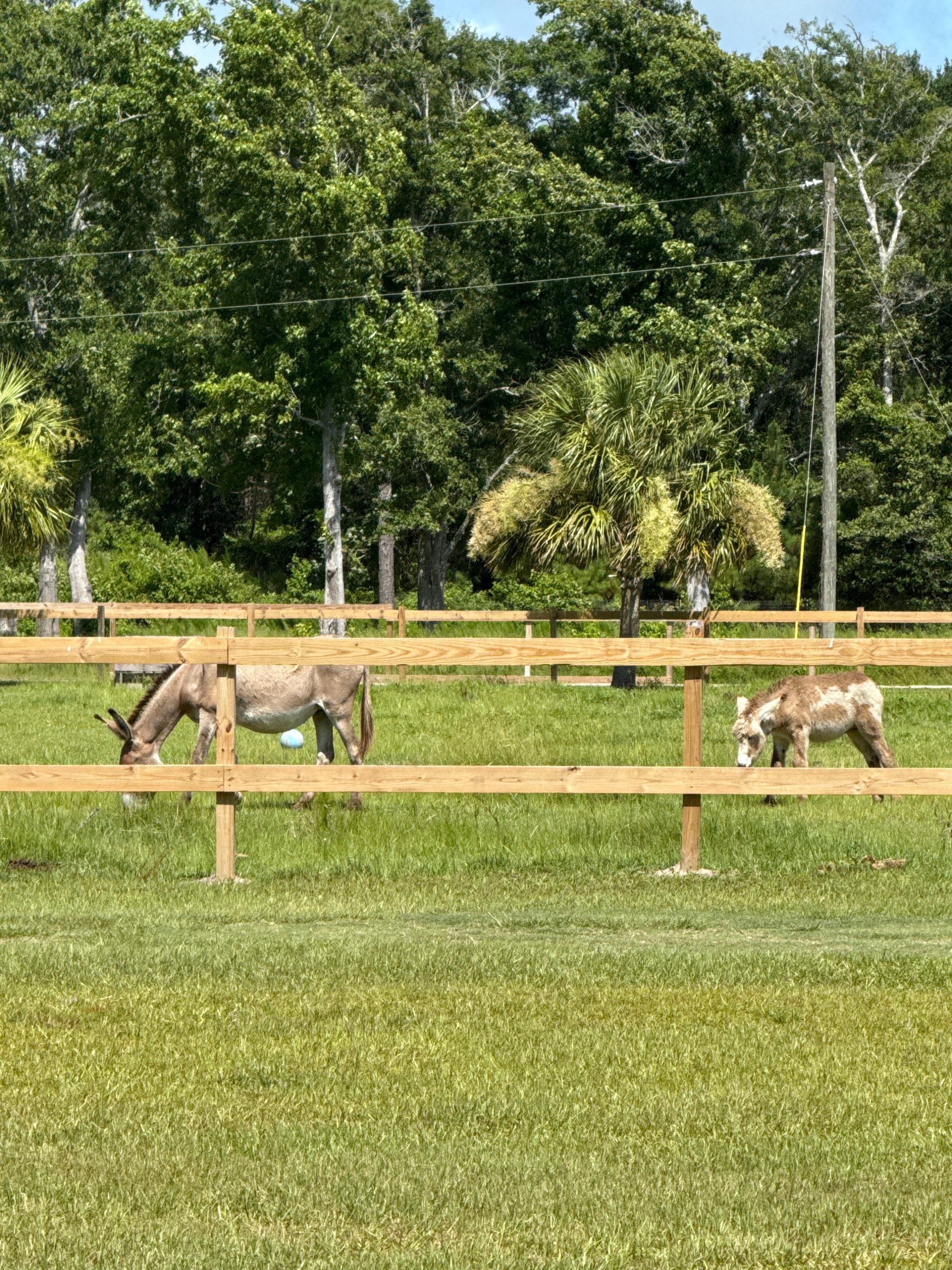 Cute mama and little baby donkey 