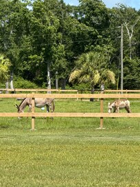 Cute mama and little baby donkey