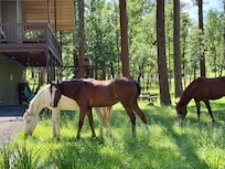 Wild horses roaming the community.