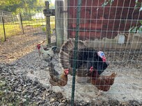 Backyard neighbors