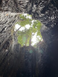 Arcata Redwood Park