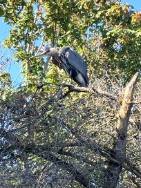 A Blue Heron In the forest in Boulevard Park. Watched him come out of the water, perch in the tree, and start preening his feathers.