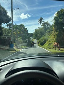 Horses on the street as we pulled up to the property