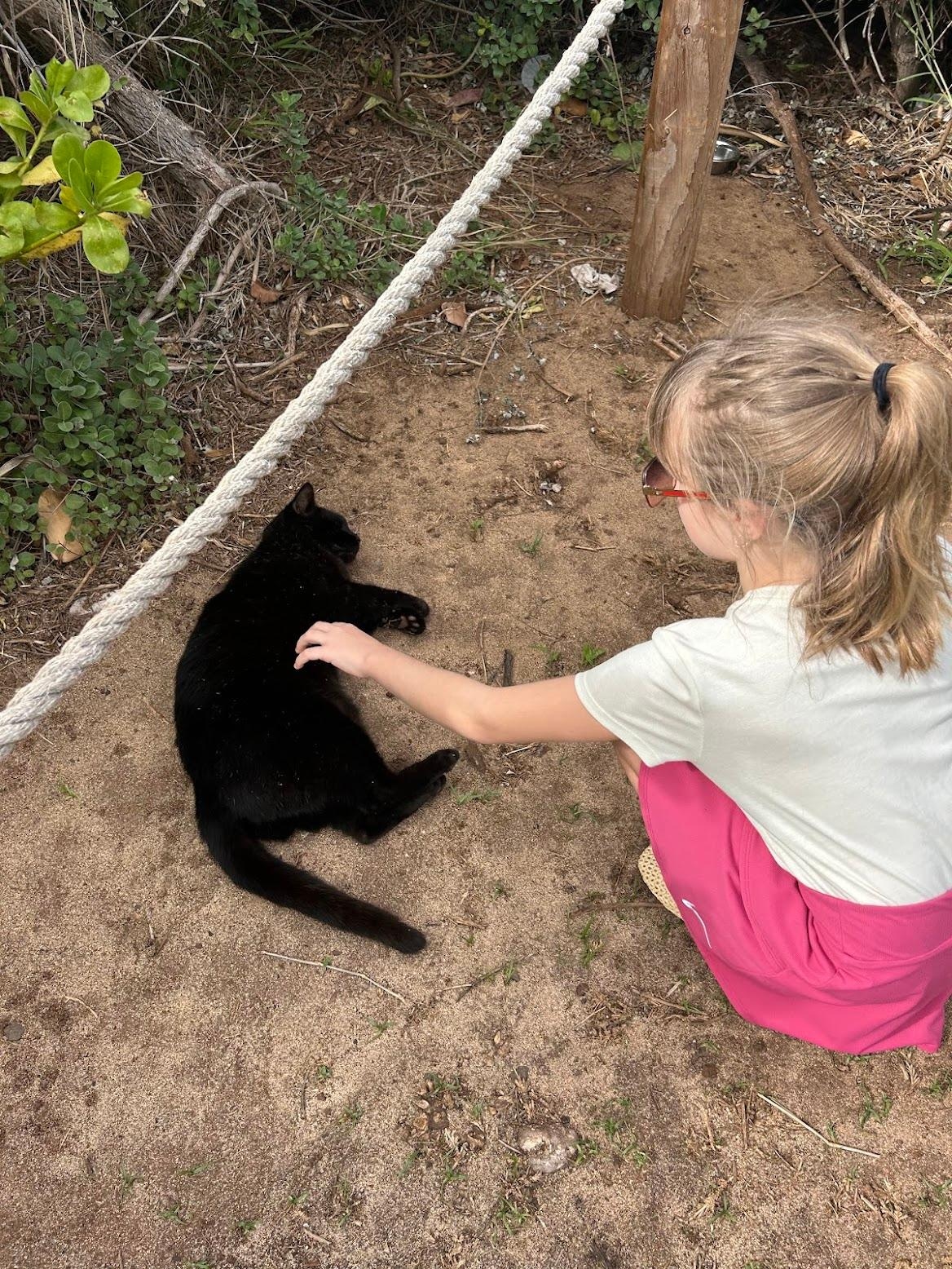 Cat sanctuary, lots of friendly cats.