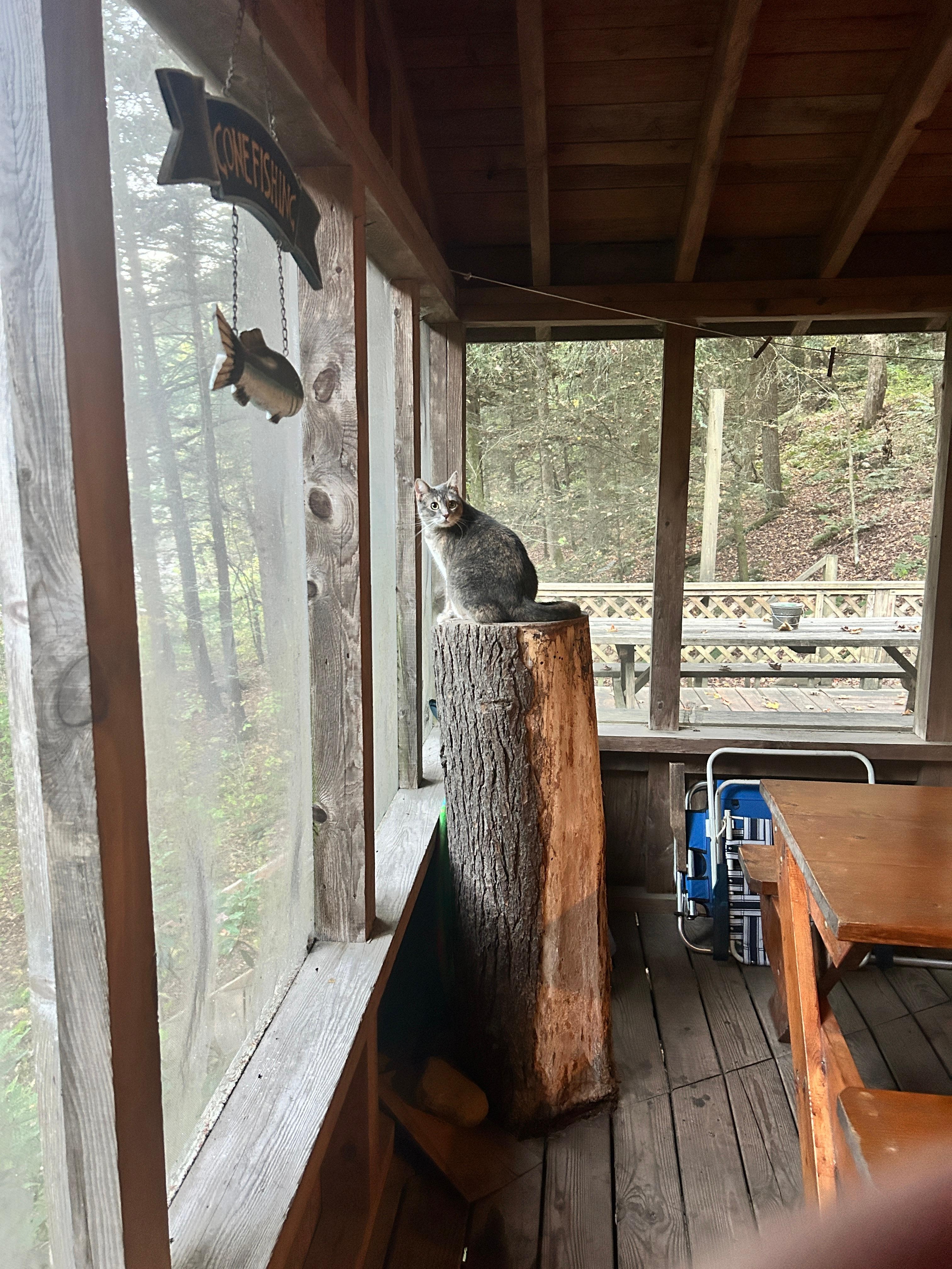 Sophia Bella on her favorite perch. 