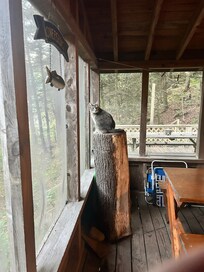 Sophia Bella on her favorite perch.