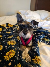 My miniature Schnauzer Nelle enjoyed her stay!! Plenty of places to walk!!
