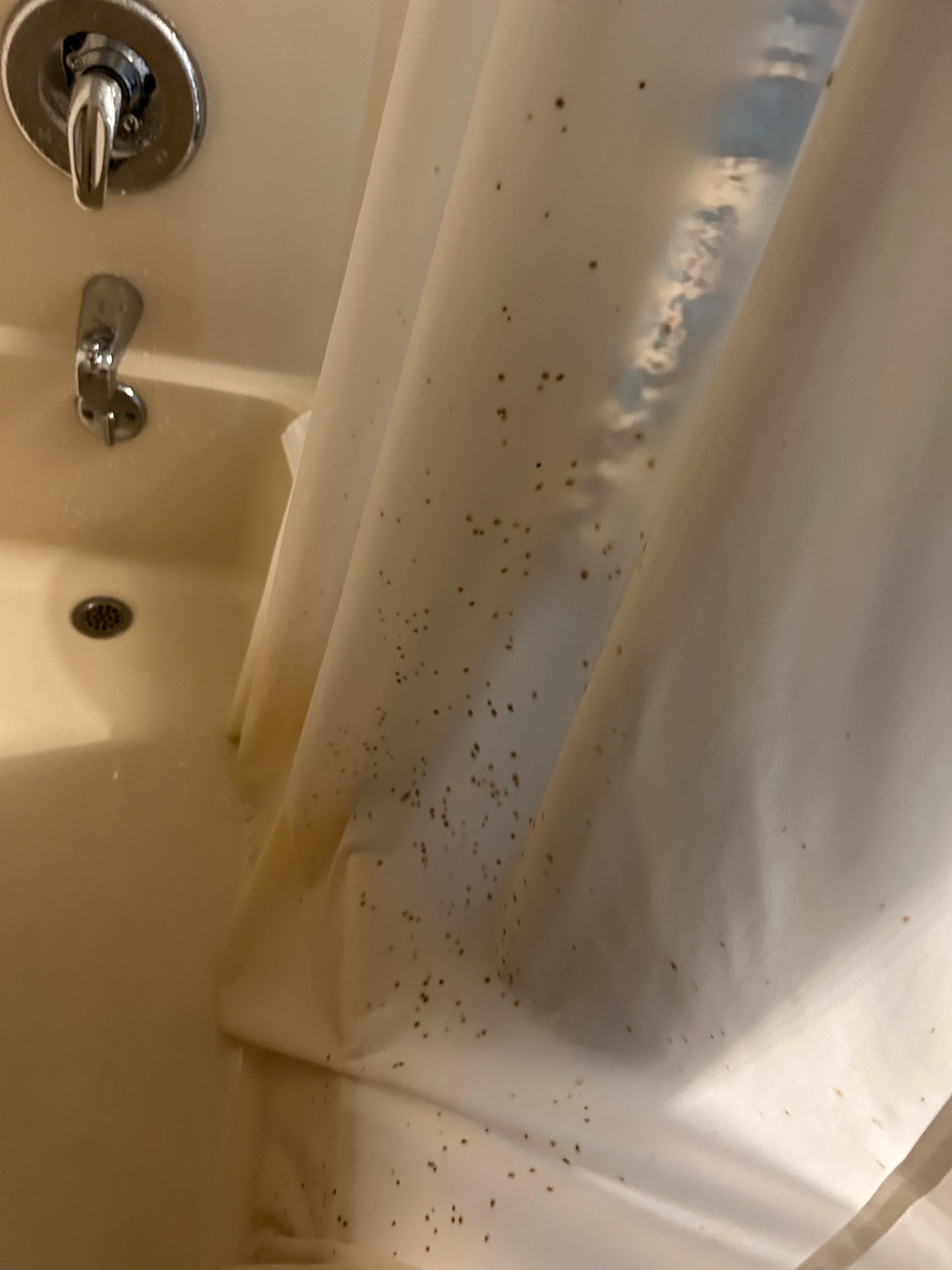 Mold on shower curtain
