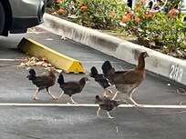 Chickens everywhere!