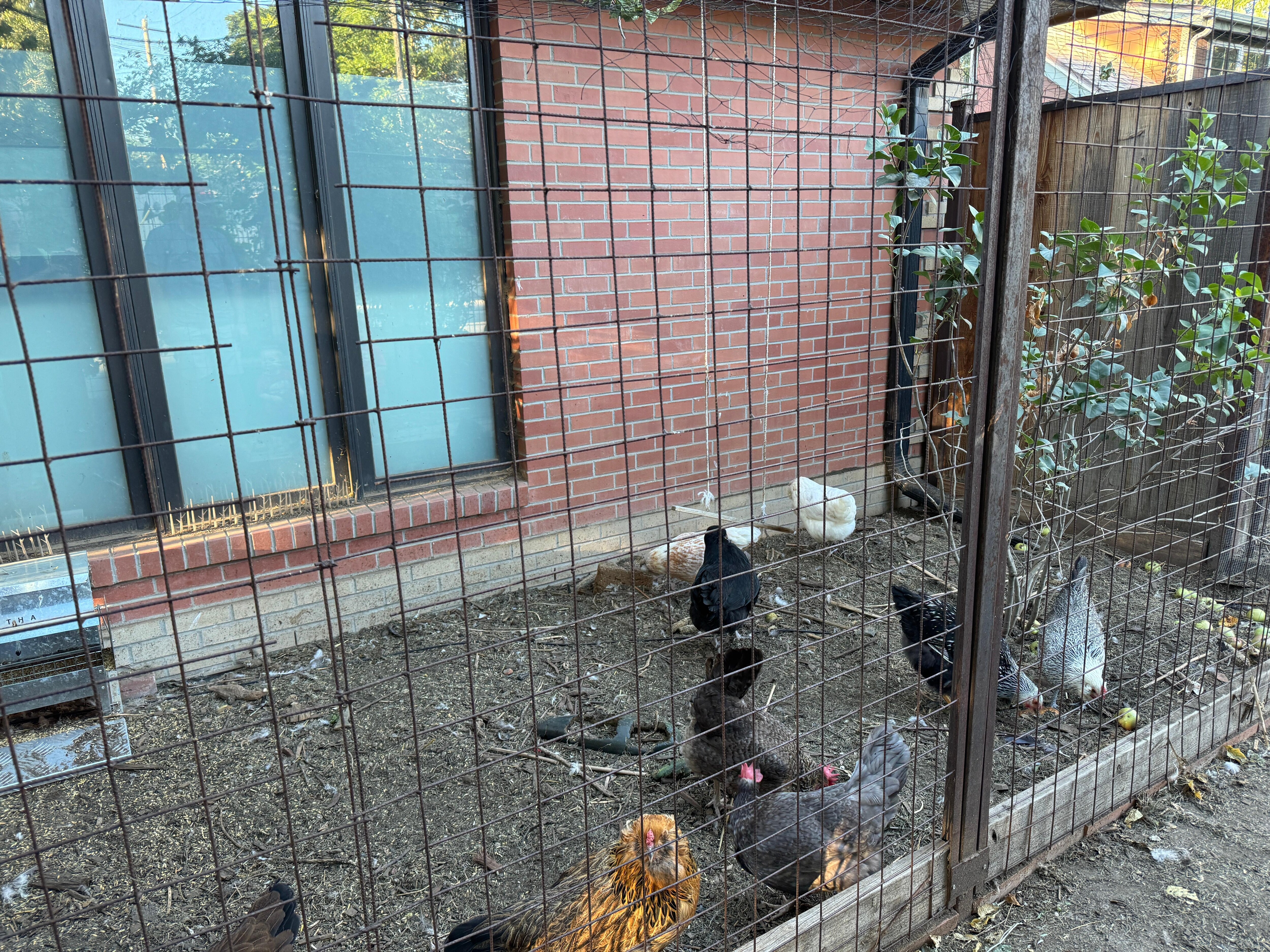 Chicken yard