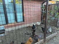 Chicken yard