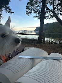 Dog, book, and a view