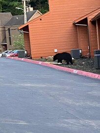 Bear by the condo