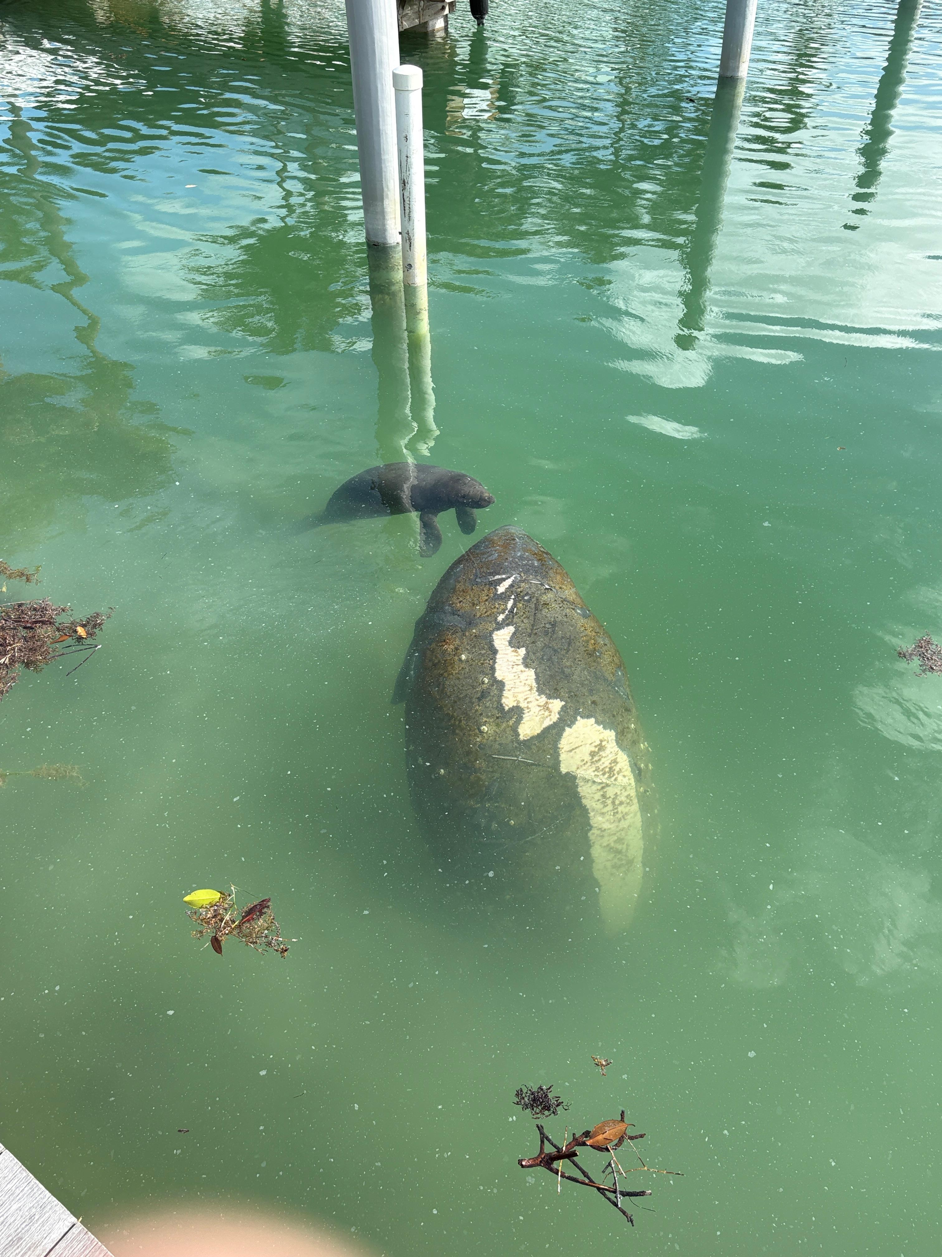 We were fortunate to have a manatee and her 5-day-old baby in the lagoon.