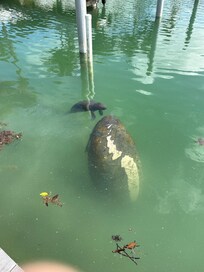 We were fortunate to have a manatee and her 5-day-old baby in the lagoon.