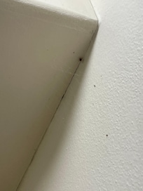 Spiders and spiderwebs