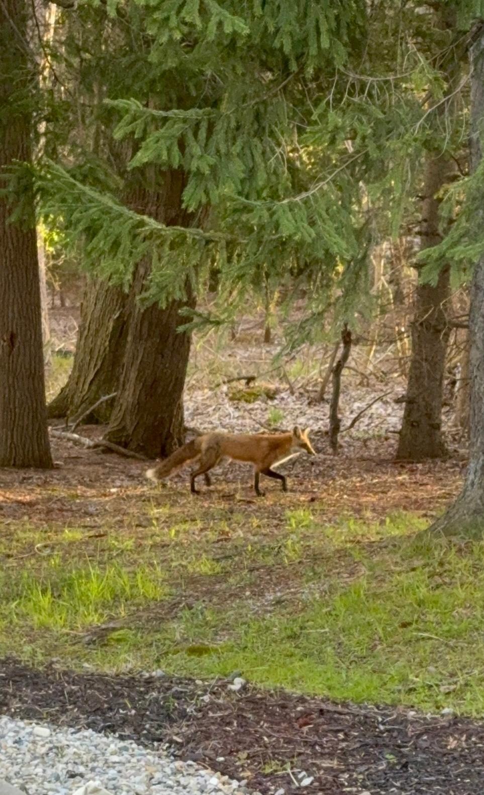 Fox from the breakfast table 
