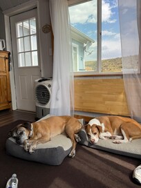 Dogs resting after hikes