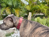 Resident very good girl Lucy