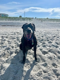Kona loves the weather