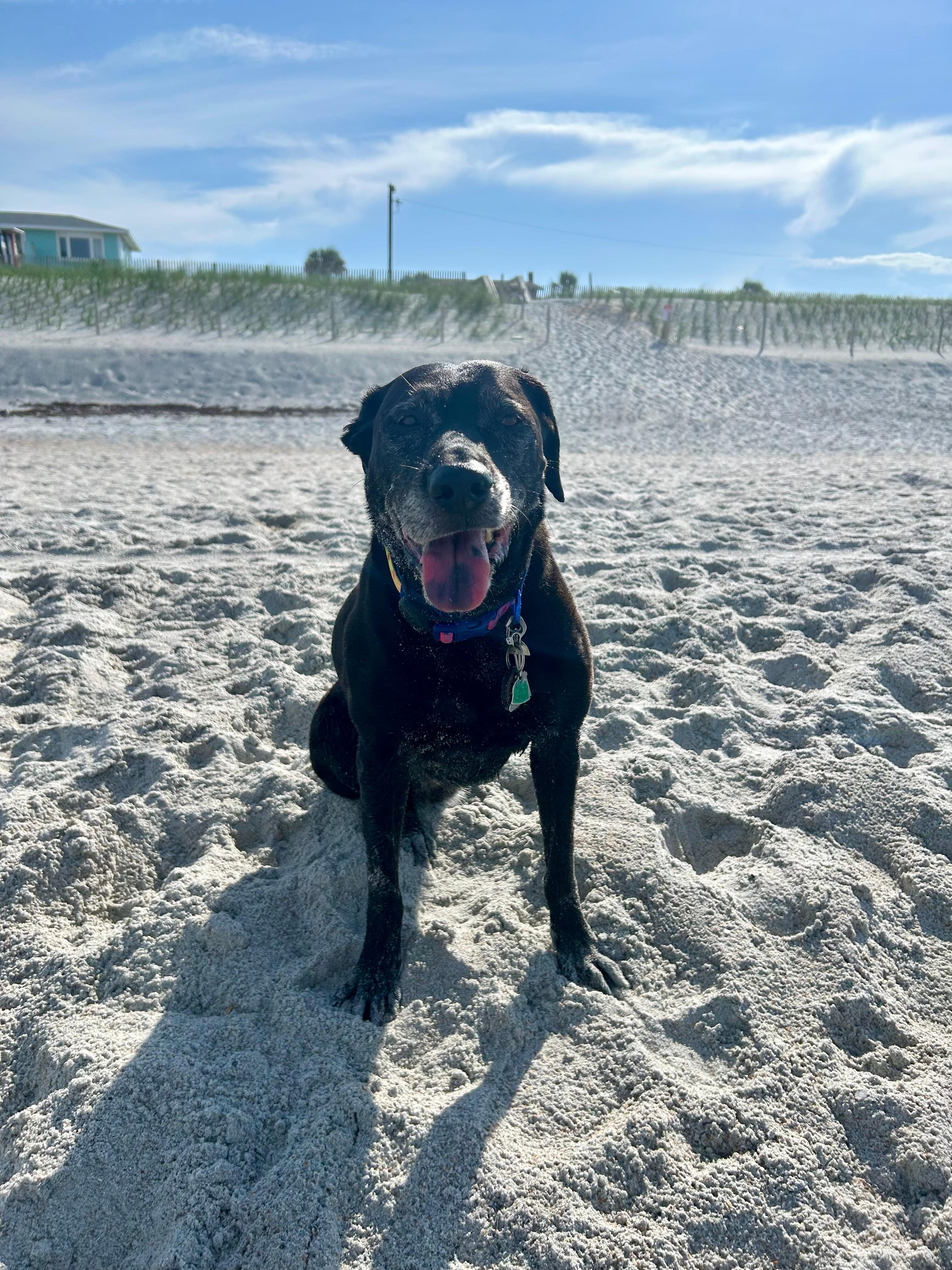 Kona loves the weather