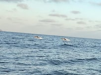 Dolphin and whale sunset cruise