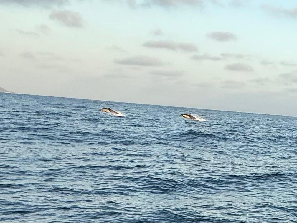 Dolphin and whale sunset cruise