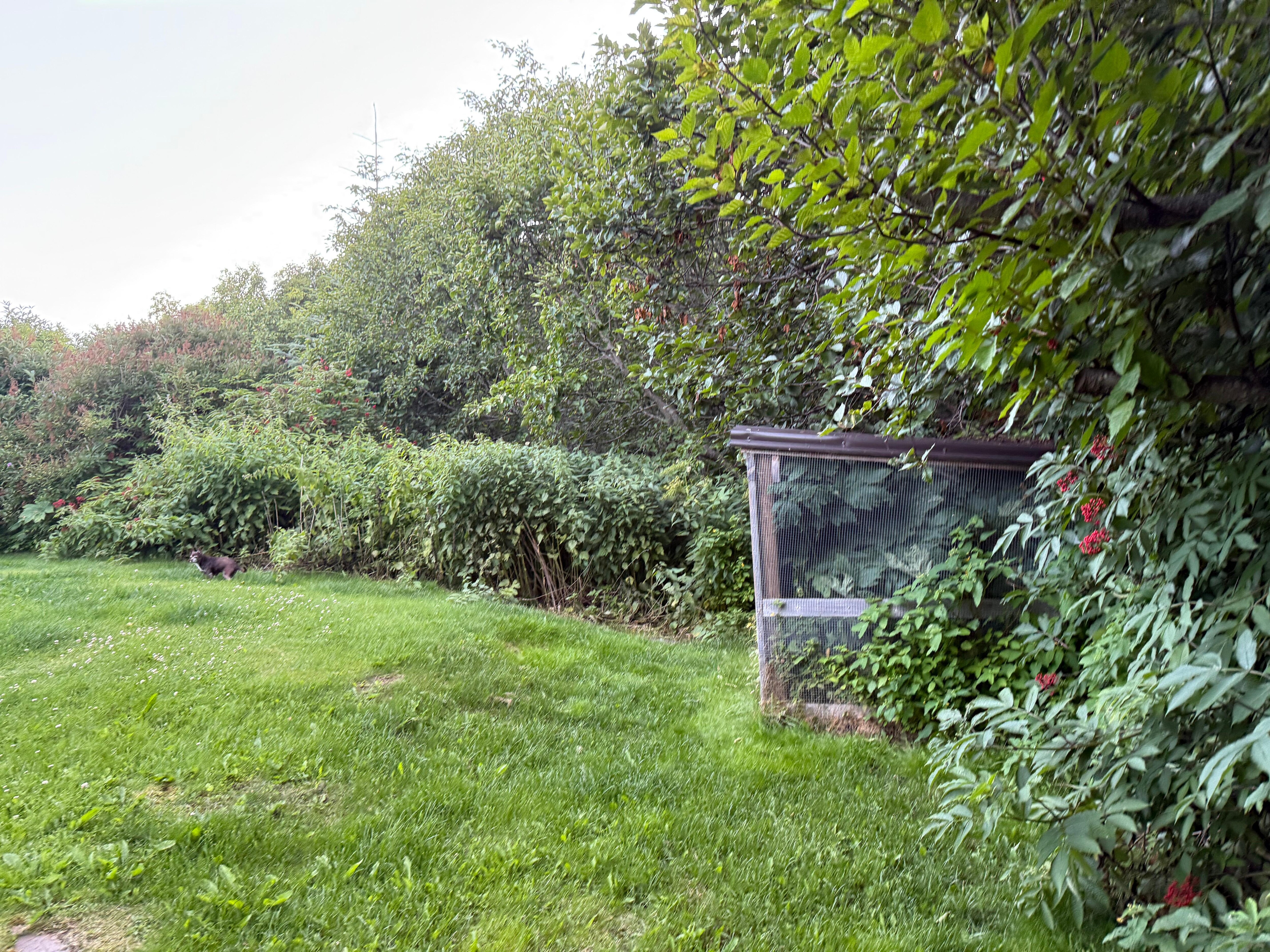 Back yard oasis
