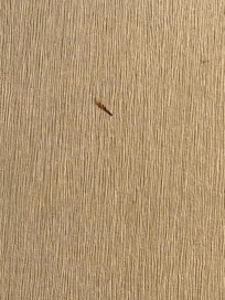 Stains on the wall