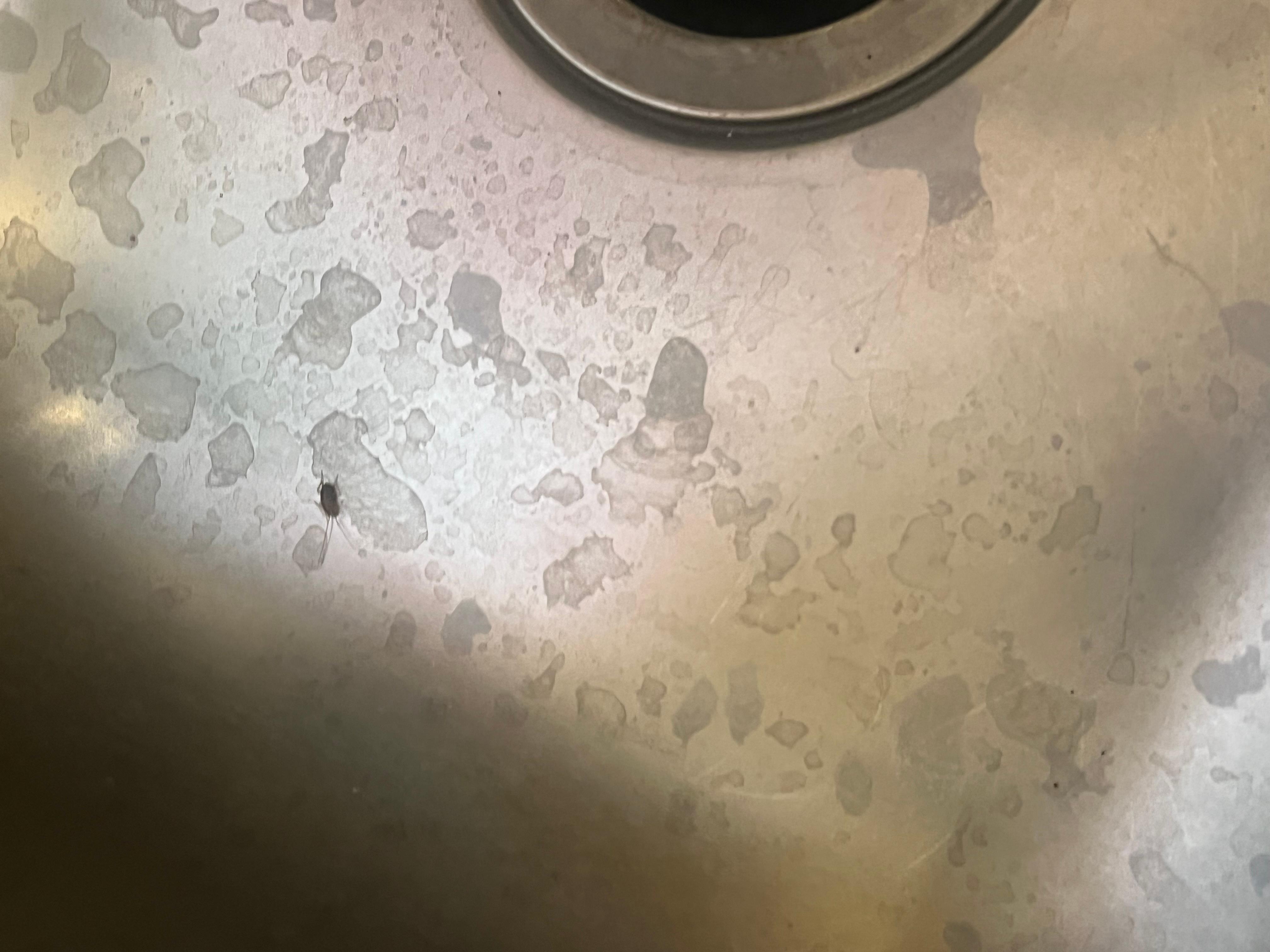 Roach that was in my food 