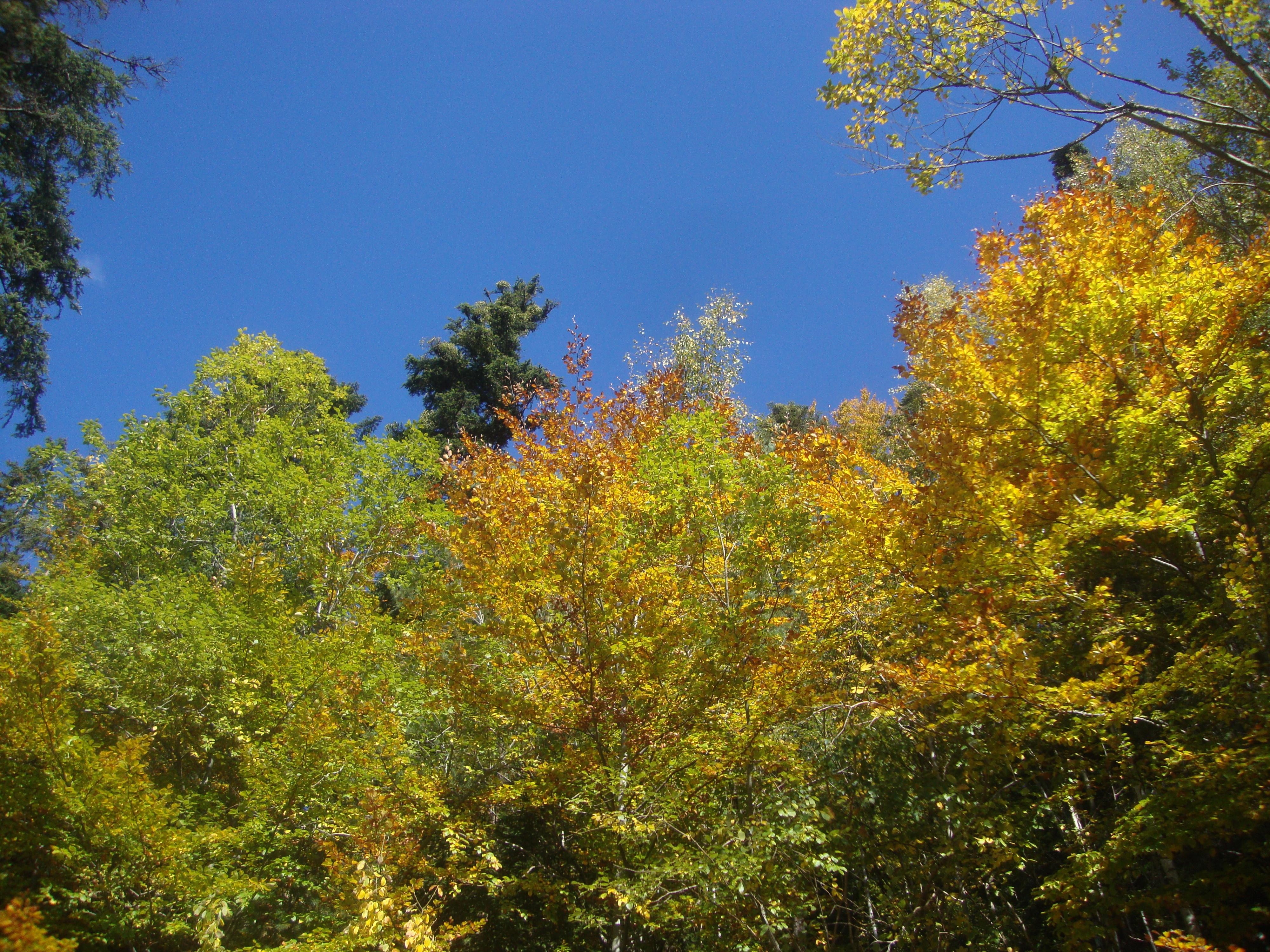 les couleurs de l'automne