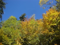 les couleurs de l'automne