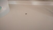 Additional angle of the roach I had to kill