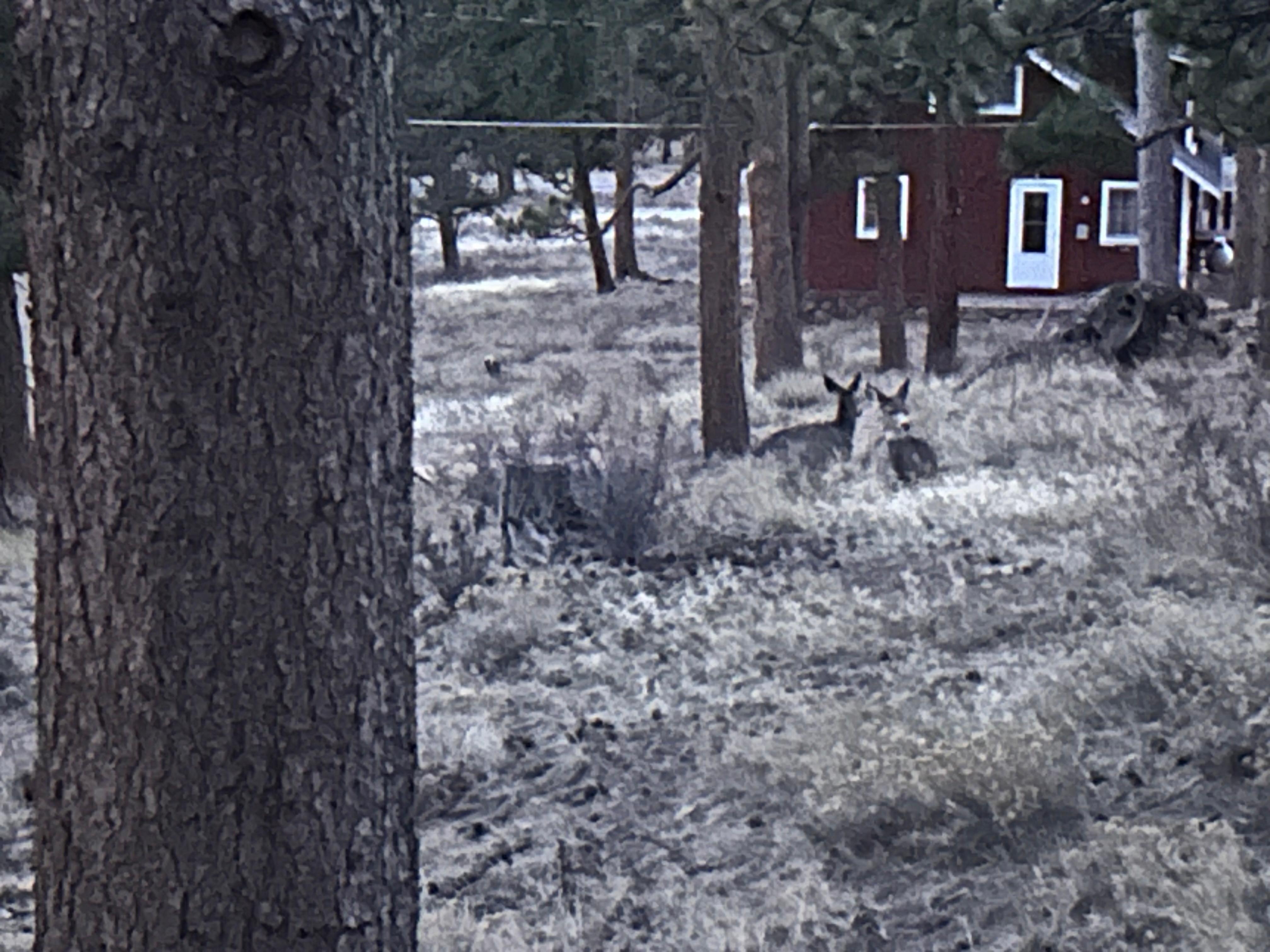 Deer outside every day of our cabin. 