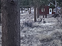 Deer outside every day of our cabin.