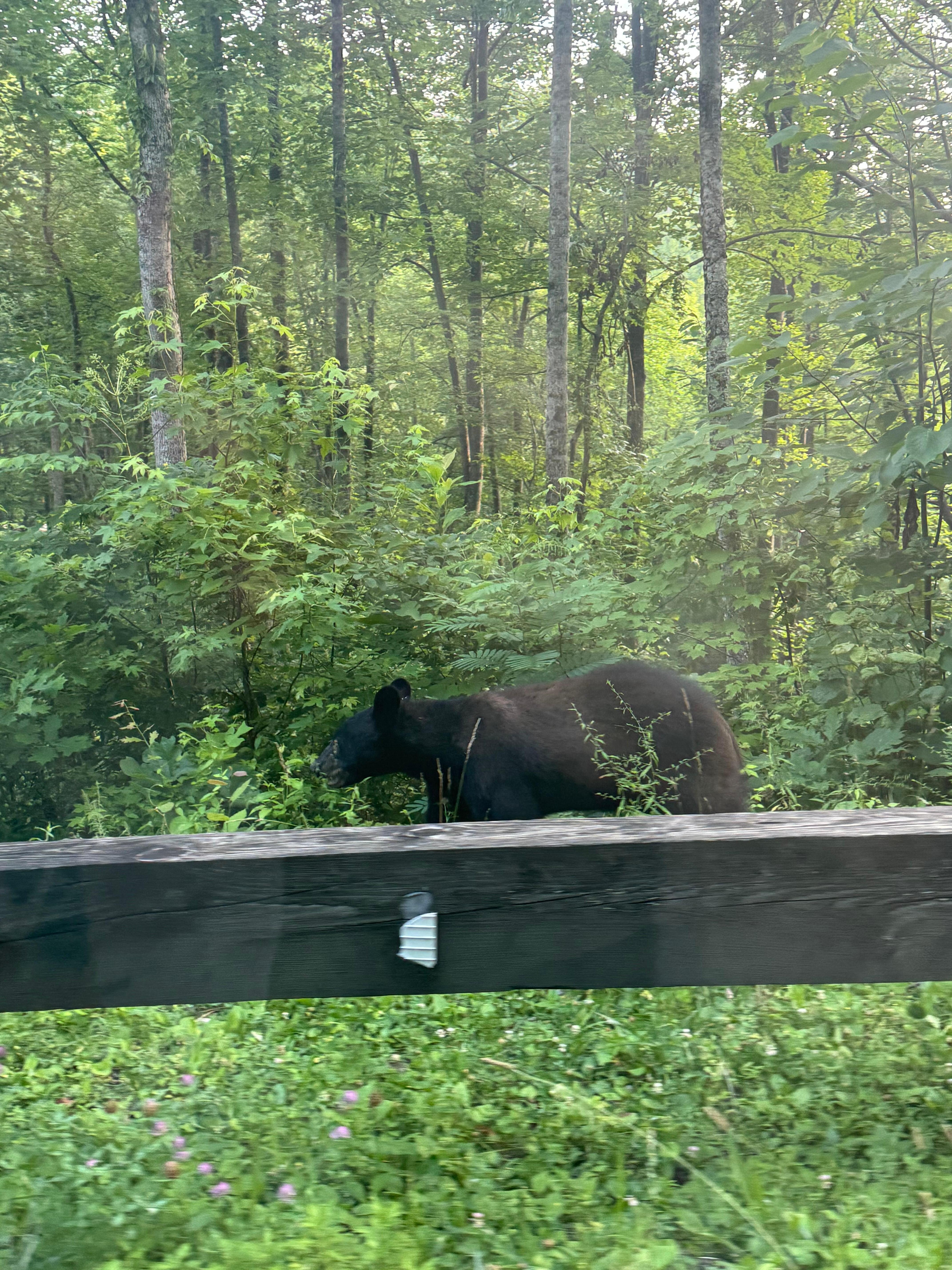 Saw this bear leaving the cabin. 