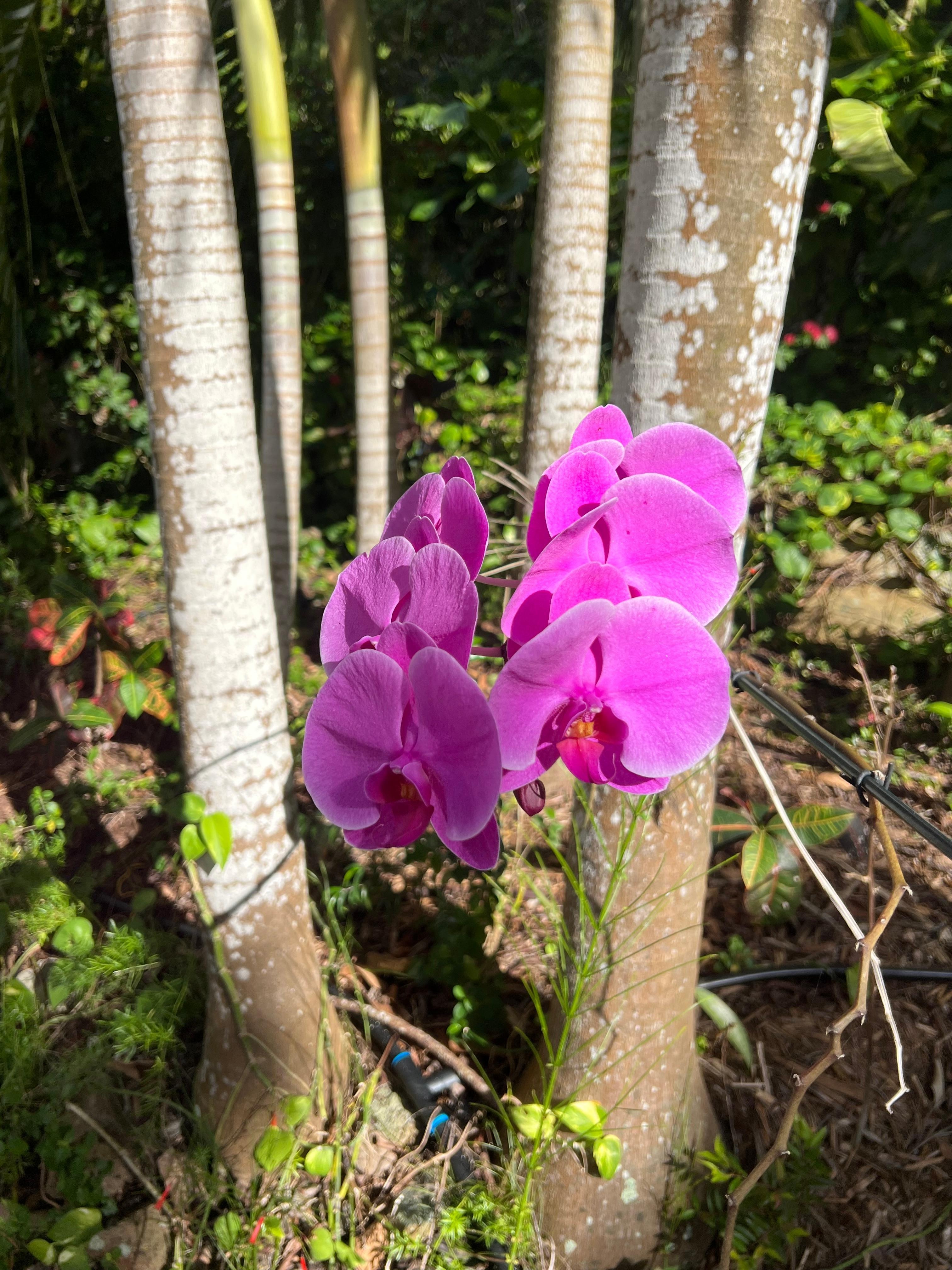Orchids growing in the lush tropical gardens