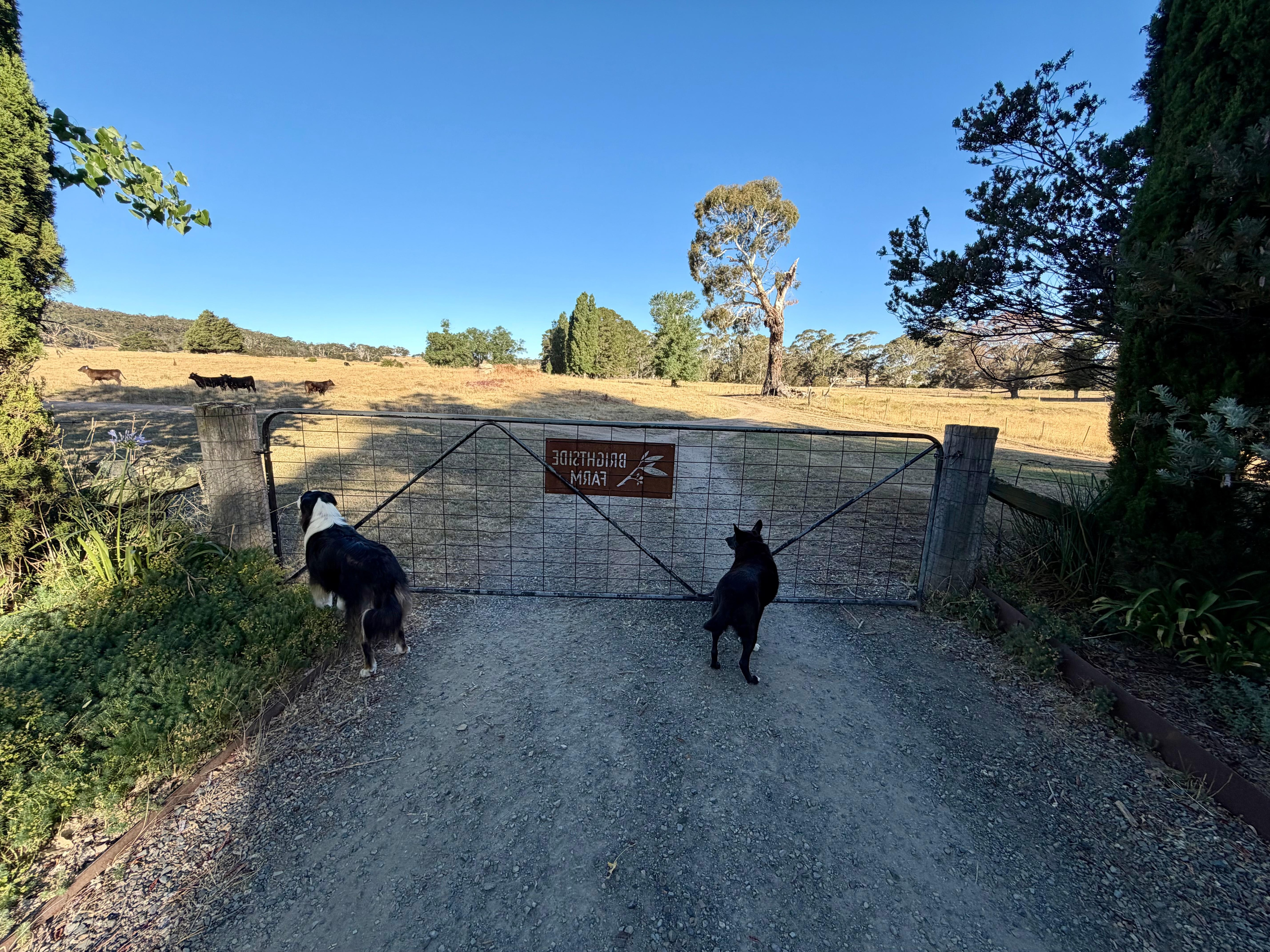 Farm house fenced and dogs 