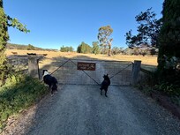 Farm house fenced and dogs
