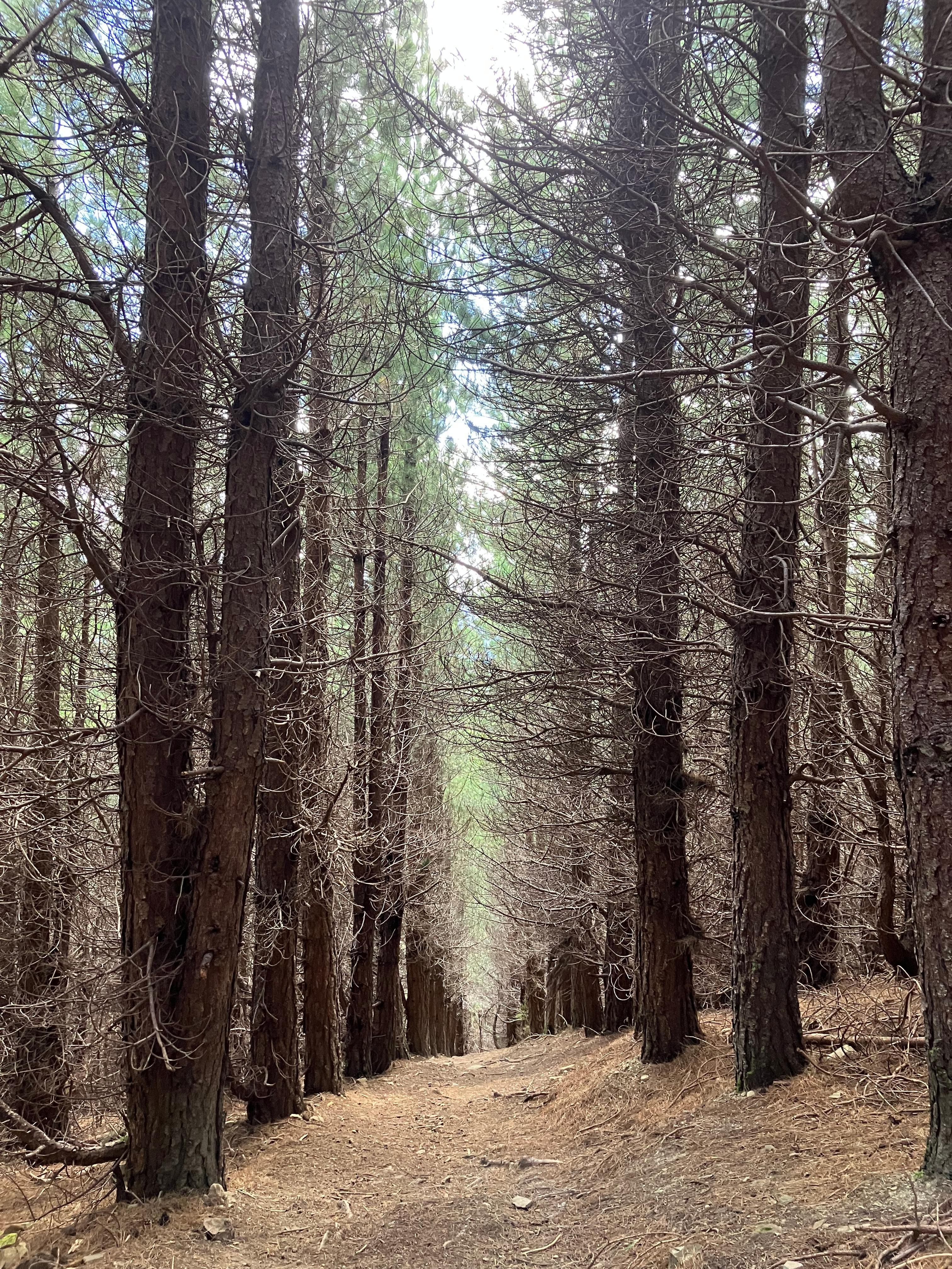Coming down the Summit track is pretty steep :)