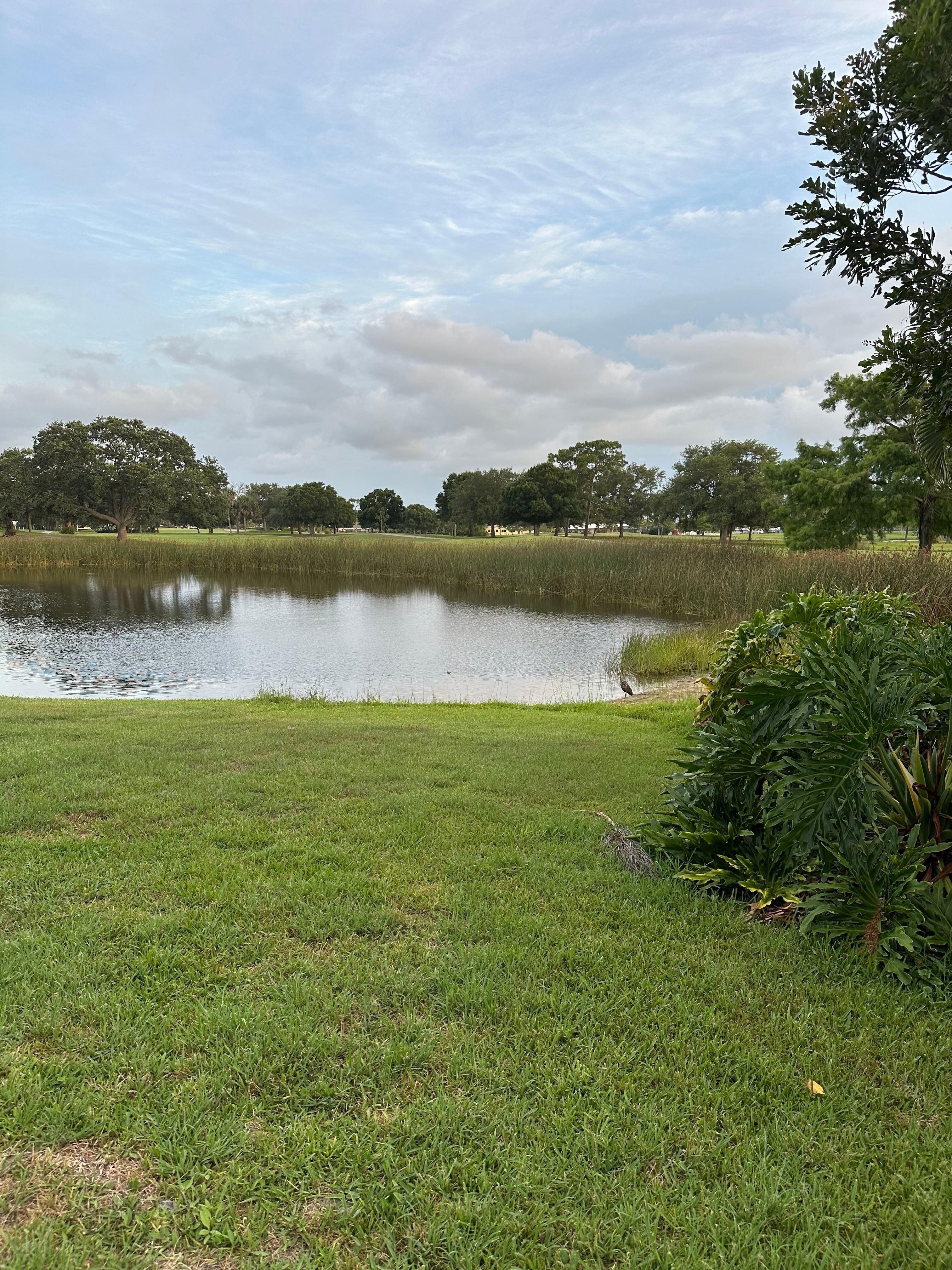 Pond view from house. 