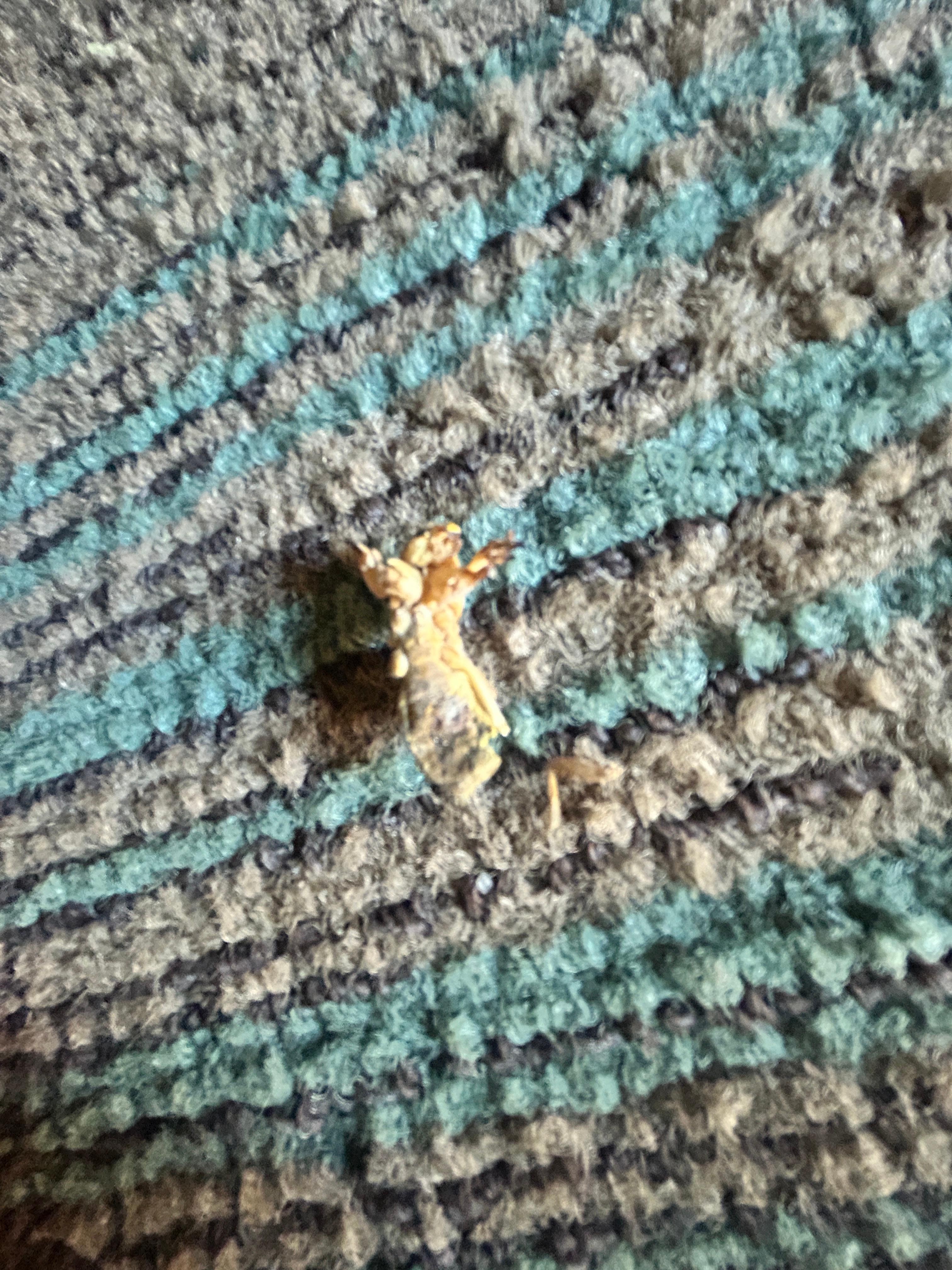 Same here bugs everywhere I was bitten up n rash on my back 