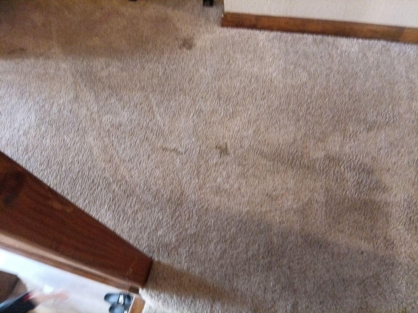 Heavily Stained carpet through entire unit