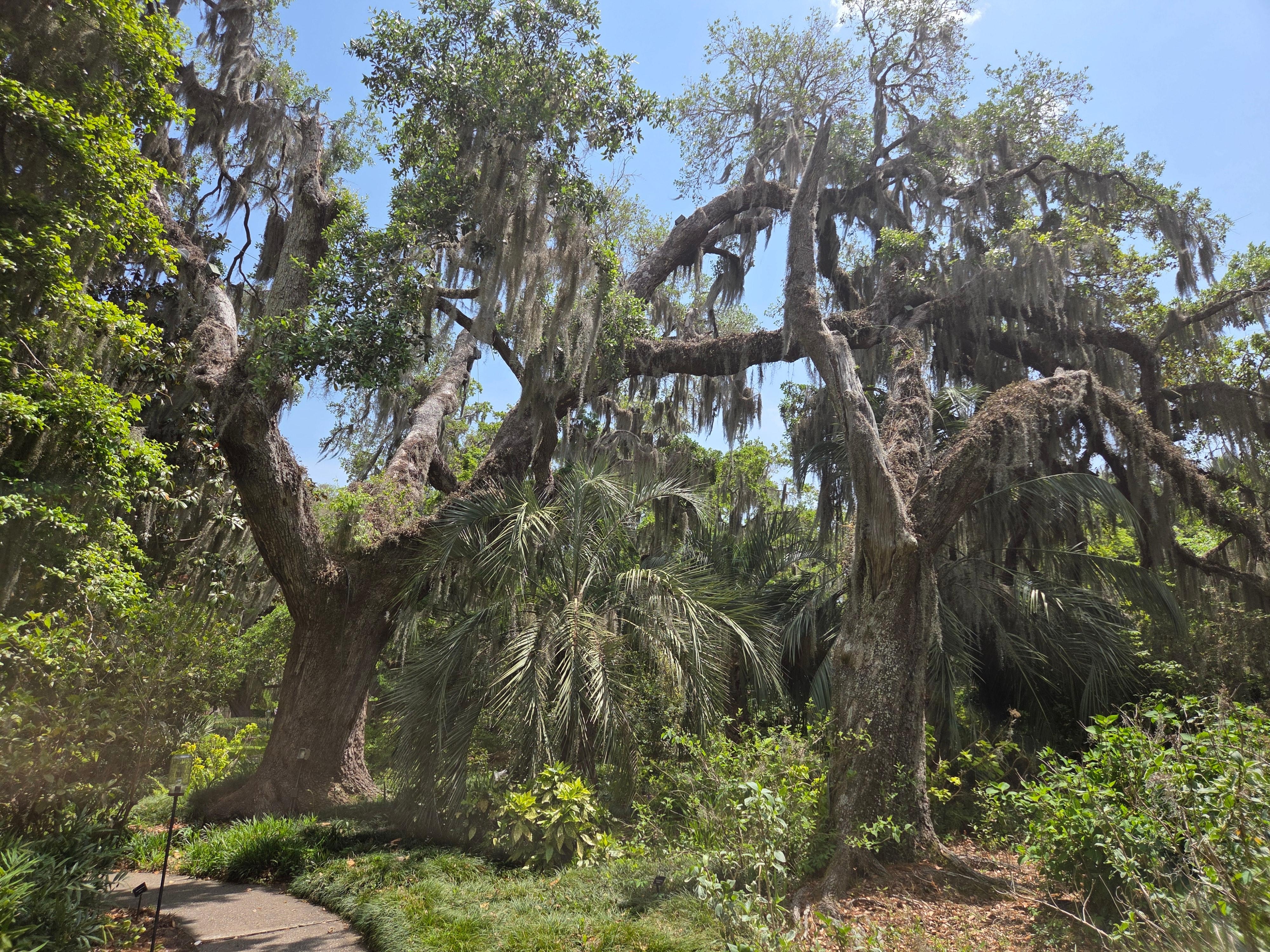 This is a Live Oak at Brookgreen Gardens, Murrells Inlet. Mikes birthday present was to visit Brookgreen and see the Azaleas. We were a few days late this year, but was still a great visit.