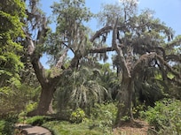 This is a Live Oak at Brookgreen Gardens, Murrells Inlet. Mikes birthday present was to visit Brookgreen and see the Azaleas. We were a few days late this year, but was still a great visit.