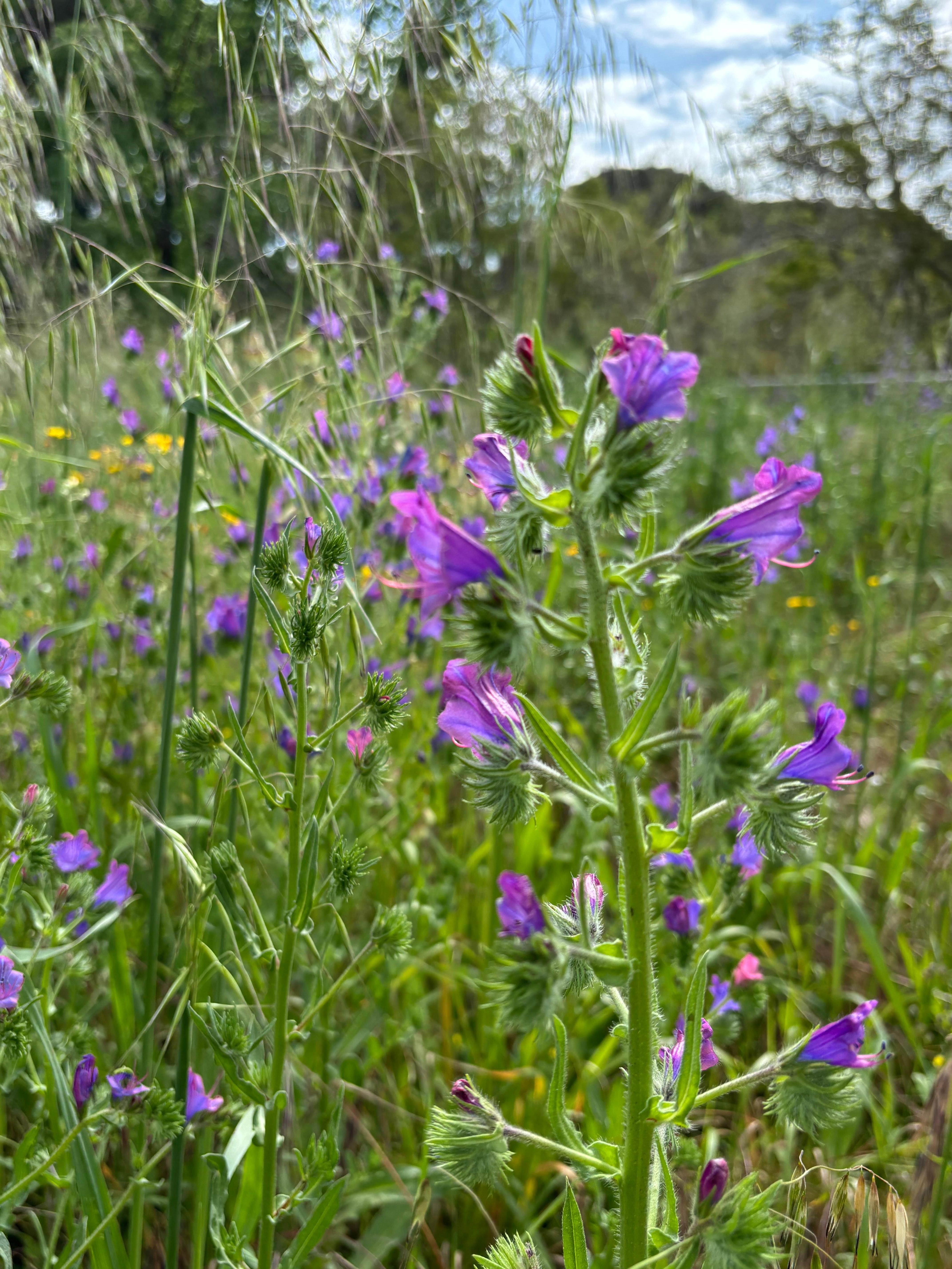 The place also has a beautiful and big wild garden. 