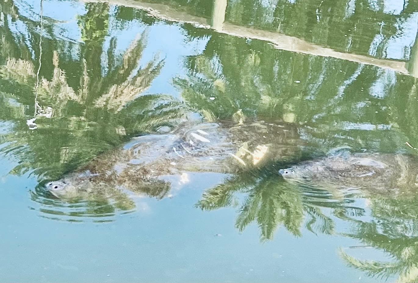 Manatees