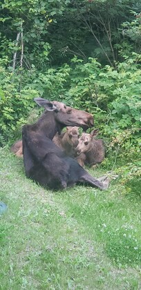 Mama and moose twin right outside the kitchen window